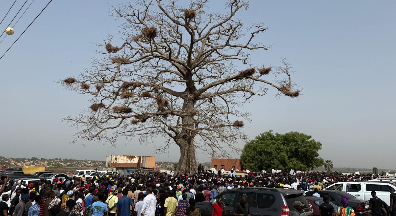 A crowd and a few cars in front of a huge tree.