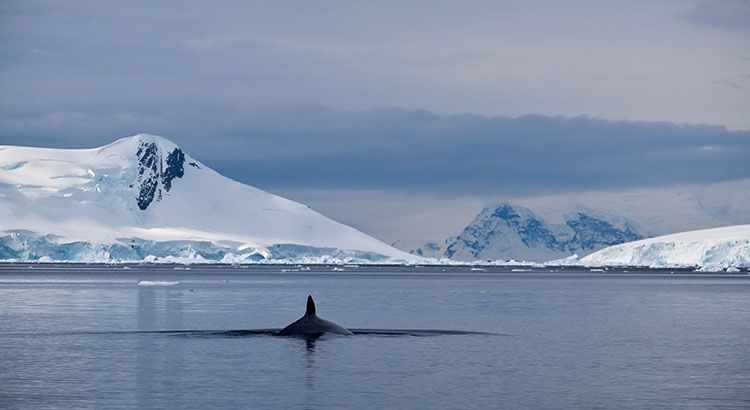 A minke whale in the antarctica