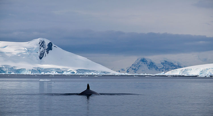 A minke whale in the antarctica