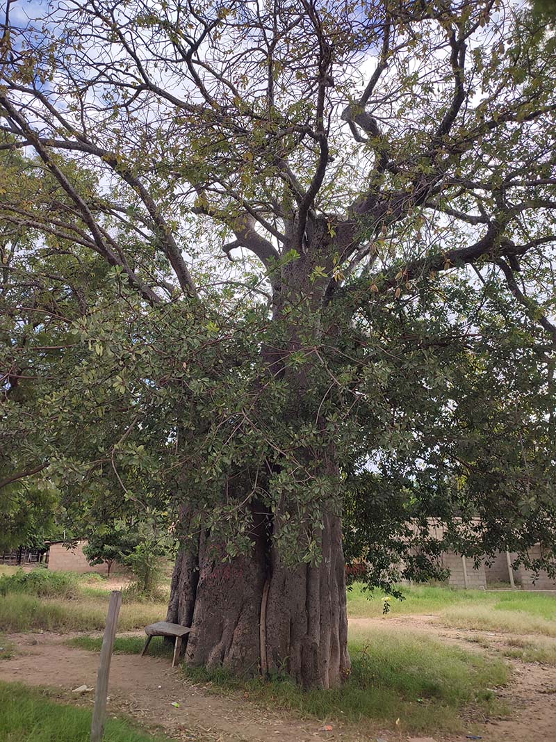 Photo of a tree