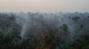 Photo of a misty rainforest with smoke rising between the trees
