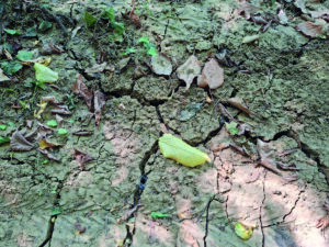 Ein ausgetrockneter Erdboden; ein paar Laubblättern liegen herum