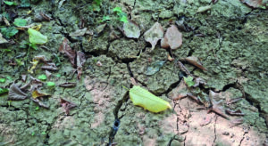Ein ausgetrockneter Erdboden; ein paar Laubblättern liegen herum