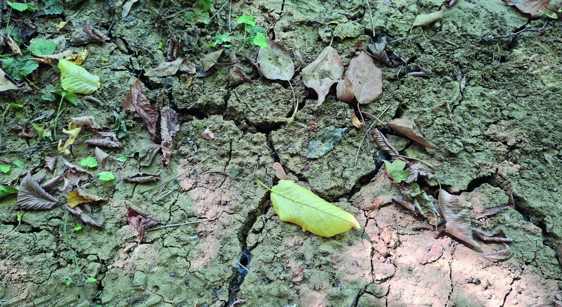 Ein ausgetrockneter Erdboden; ein paar Laubblättern liegen herum