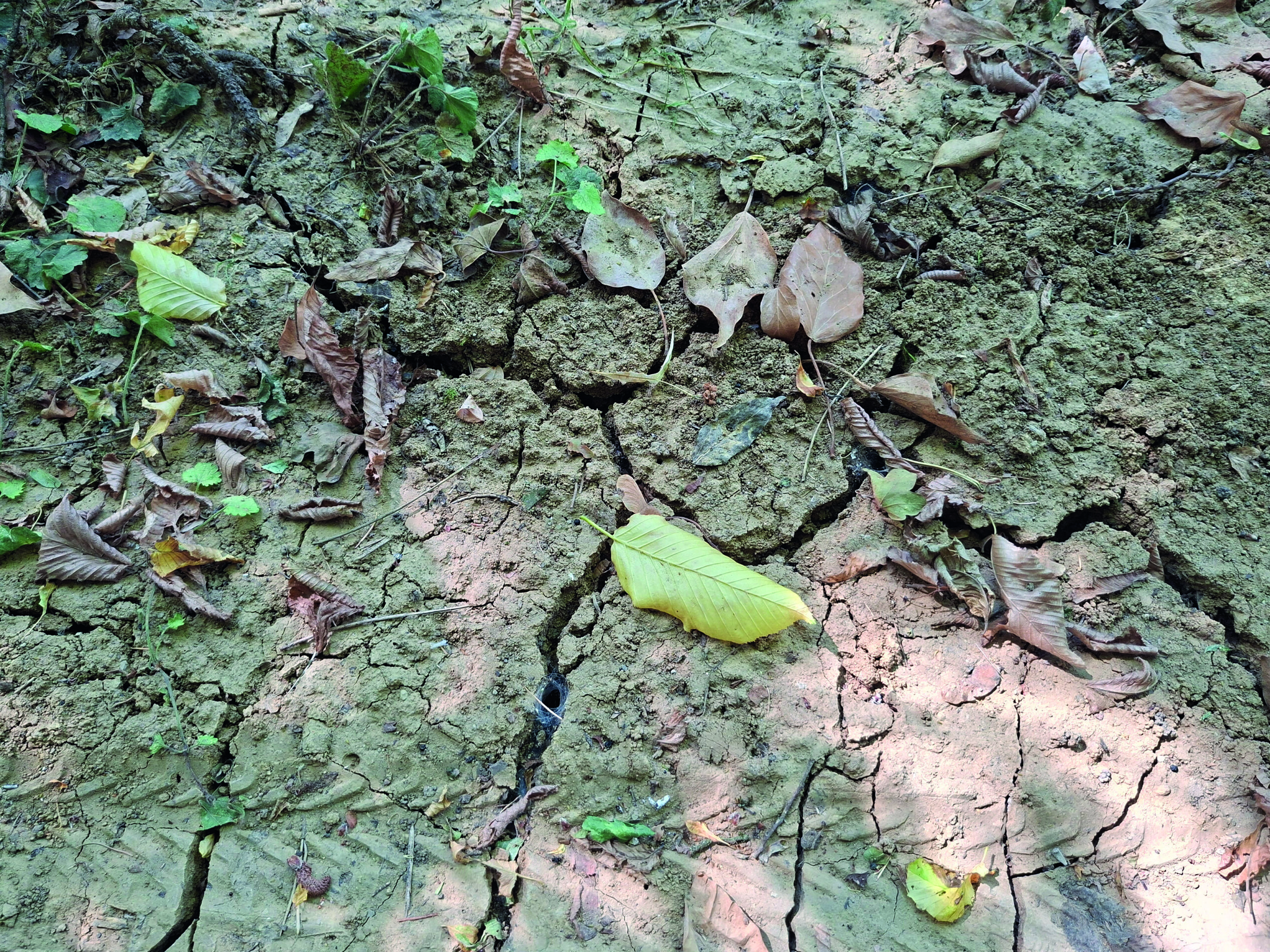 Ein ausgetrockneter Erdboden; ein paar Laubblättern liegen herum