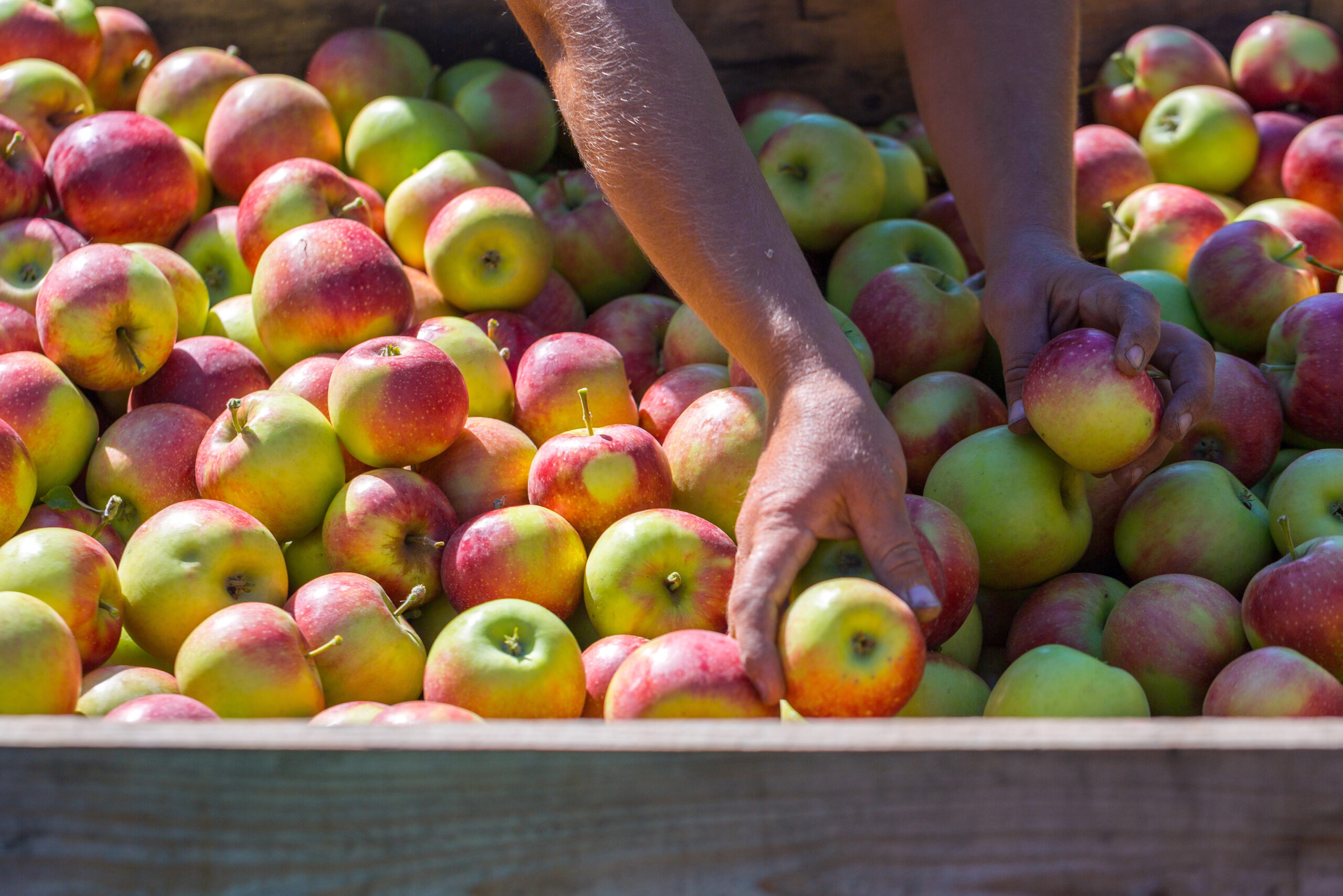Close-Up of the hands of an Ukrainian Worker sorting ripe apples in an apple crate